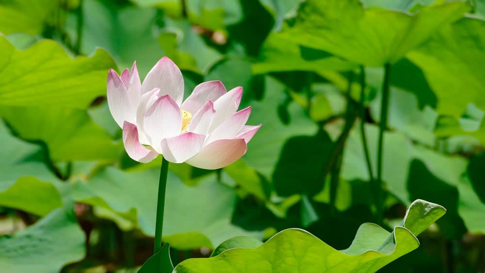 Jardín Botánico de Pamplemousses