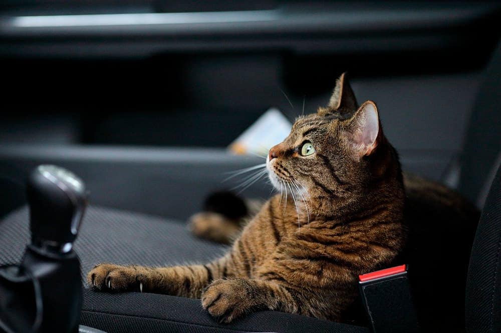 seguro de viagem para gatos