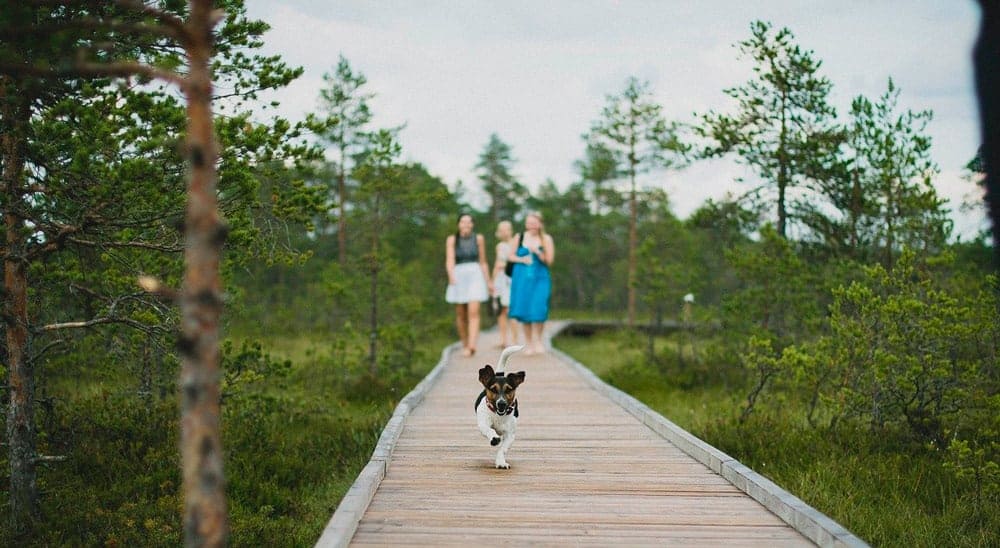 animais de estimaçao com seguro de viagem