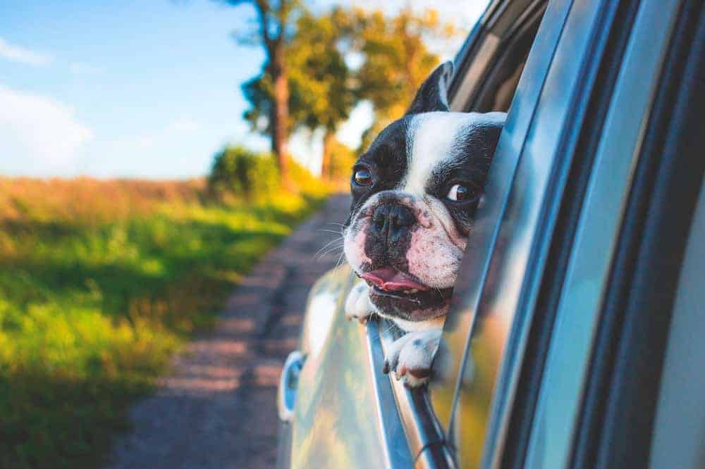 seguro de viagens para animais de estimaçao